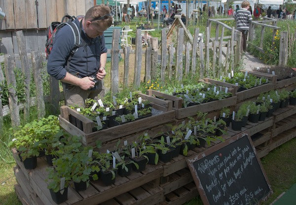 More Photos from our Hay Festival Garden