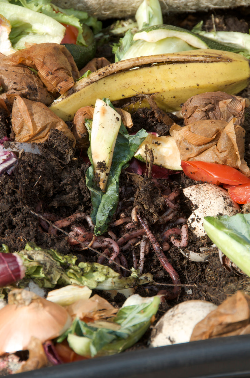 Make your own Worm Compost – at home…