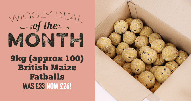 Our Deal of the Month November 2022 - 9kg (approx 100) British Maize Fatballs for £26 - Saving £7!