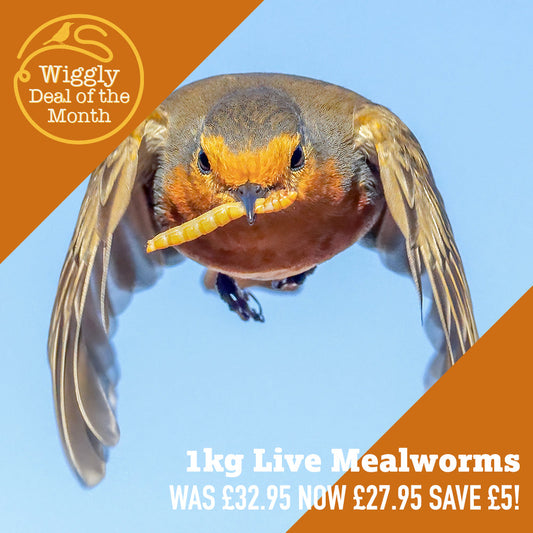 Our Deal of the Month OCTOBER 2026 - £5 off 1kg Wiggly Live Mealworms- Now £27.95!