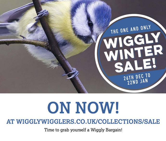 Our Wiggly Winter Sale is ON NOW!