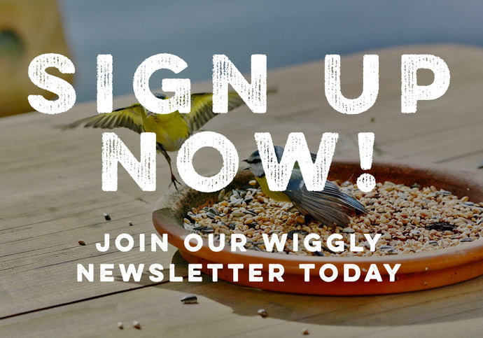 Take the first step. Subscribe to our Weekly Wiggly Emails.