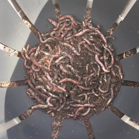 Where have my worms gone?