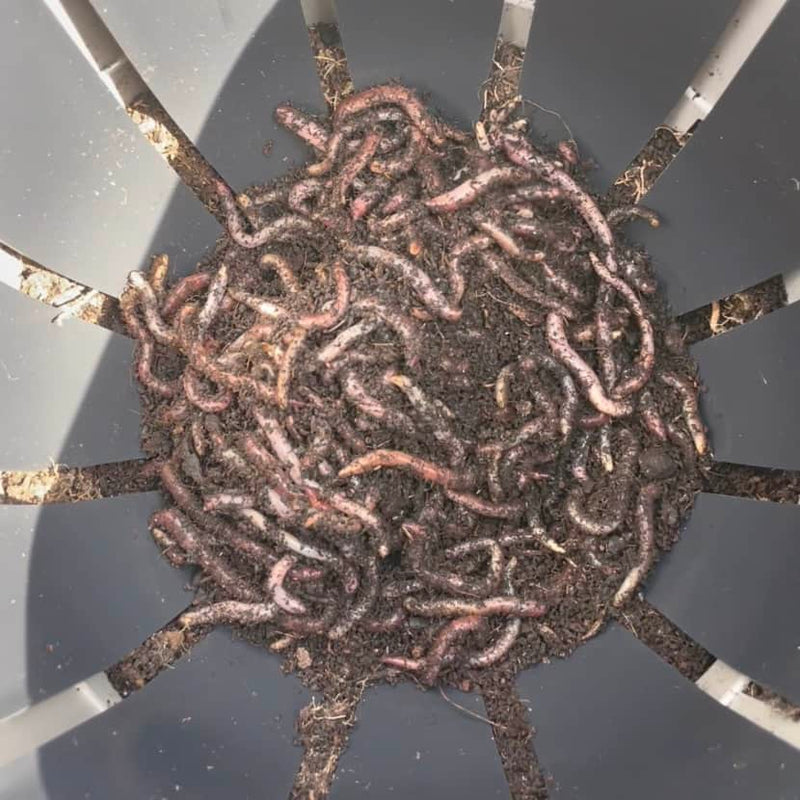 Where have my worms gone?
