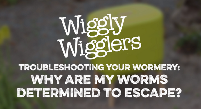 WHY ARE MY WORMS DETERMINED TO ESCAPE? | WIGGLY WIGGLERS VIDEO