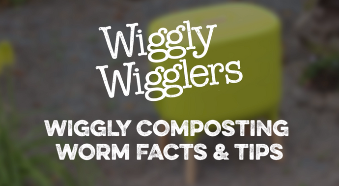 COMPOSTING WORM FACTS AND TIPS | WIGGLY WIGGLERS VIDEO