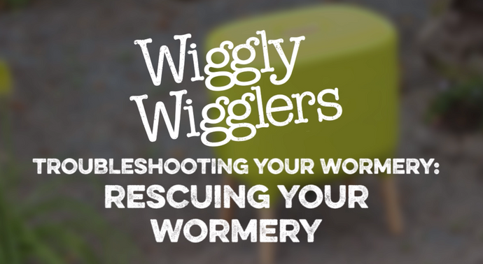 RESCUING YOUR WORMERY | WIGGLY WIGGLERS VIDEO