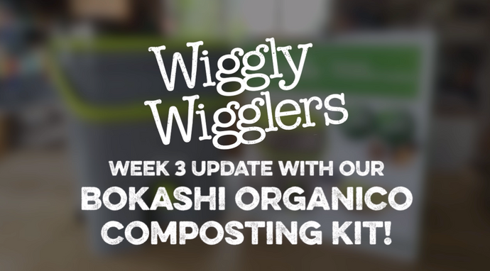BOKASHI COMPOSTING WEEK 3 UPDATE VIDEO | WIGGLY WIGGLERS