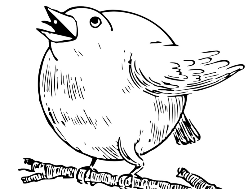 LOVE OUR BIRDS Competition Winners May 2020!