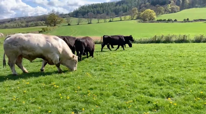 Why our COWS have a Spring in their step!