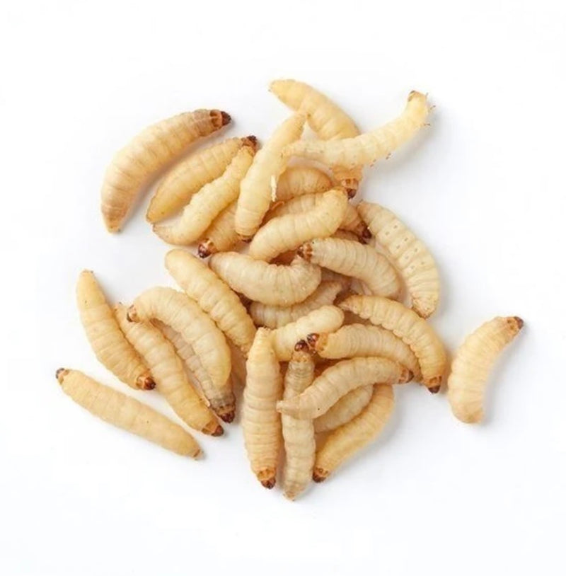 Waxworms - a Top treat for your Birdees!