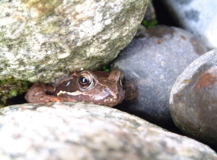 Frogs - The Gardeners' Seldom Seen Friend