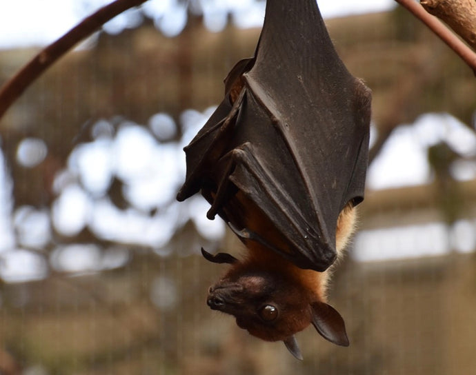 Looking after the bats in your garden.