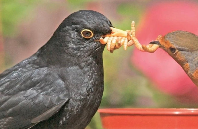 Live Mealworm FAQs
