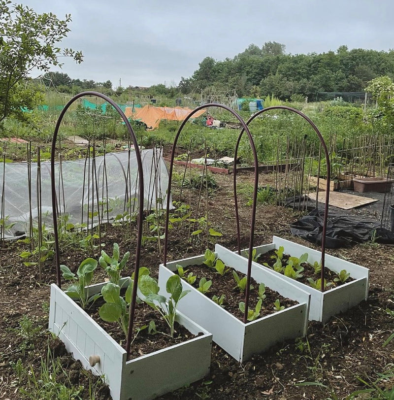 Growing your own food is a thing again!