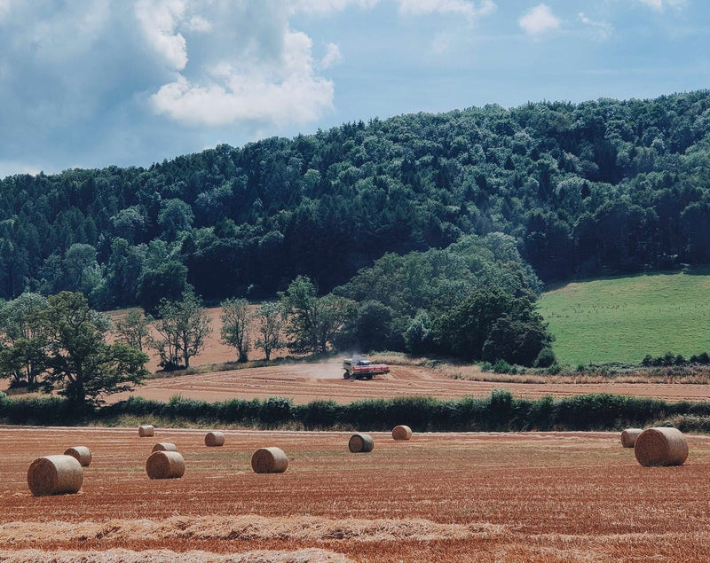 Beyond the Wiggle Preview September 2021