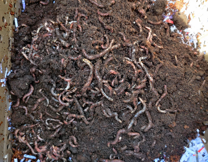More Wormery FAQ's