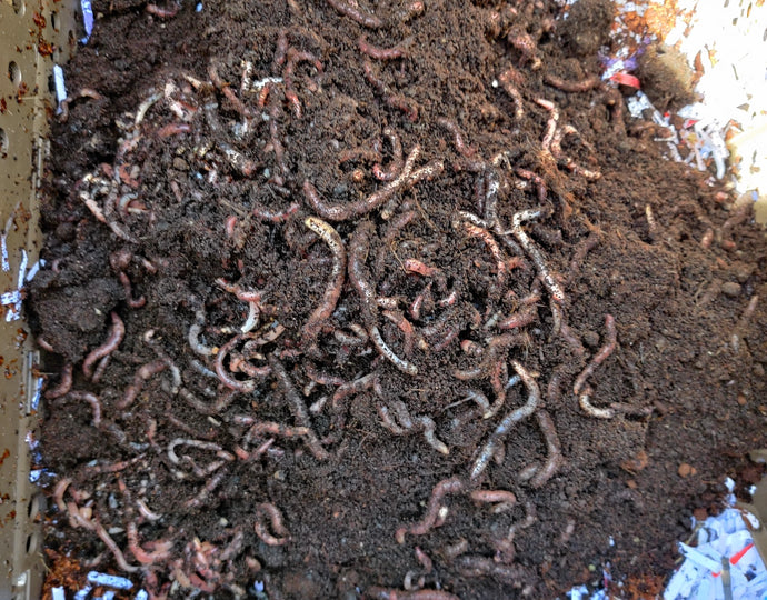 Worms Escaping from your Subpod