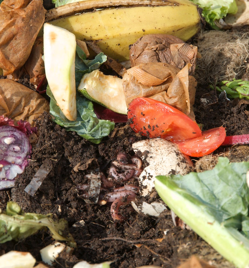 Wiggly Wigglers started on a kitchen table