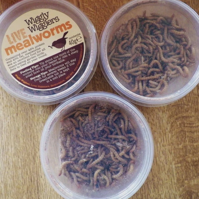 Storing Live Mealworms