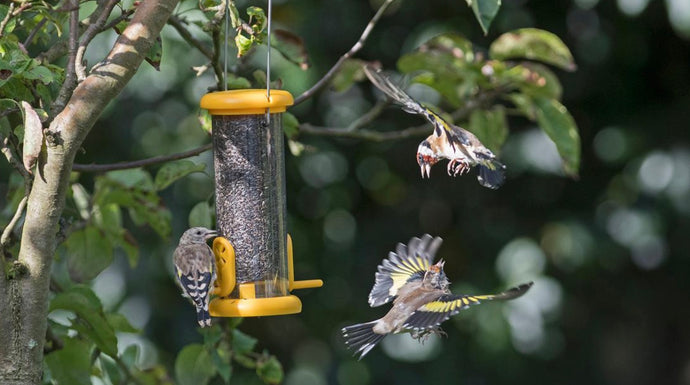 Introducing Bird Feeders
