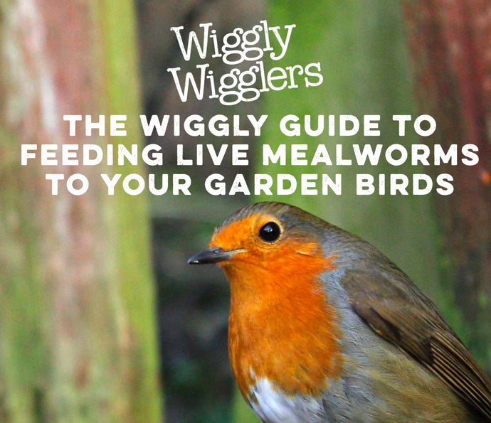 Sign up for our Wiggly Emails and Get our FREE Mealworm E-book!