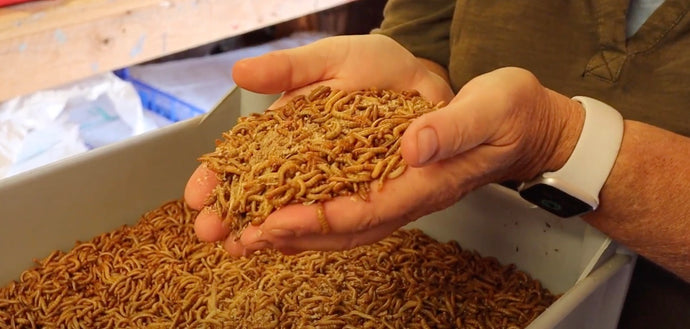 It's Mealworm Season!