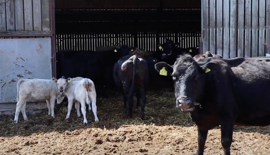 Cows at Lower Blakemere Farm