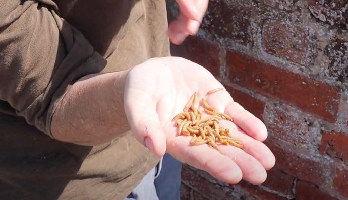 So, What are Mealworms?!?