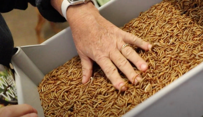 Our Mealworms in the Cold Room