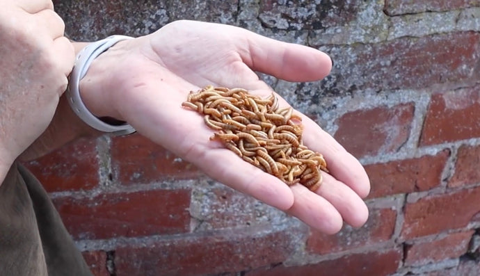 Subscribe to Live Mealworms!
