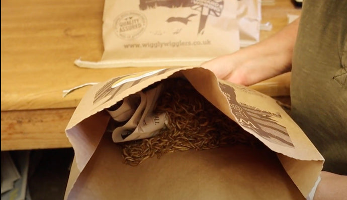 Why do we put newspaper in with our Mealworms?