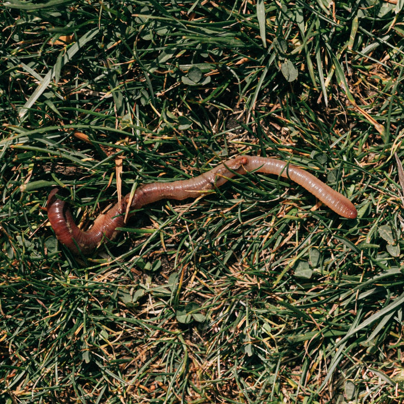 “Planting” Your Garden Worms