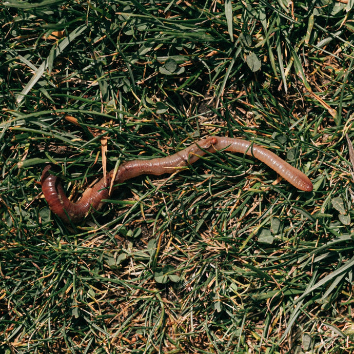 “Planting” Your Garden Worms