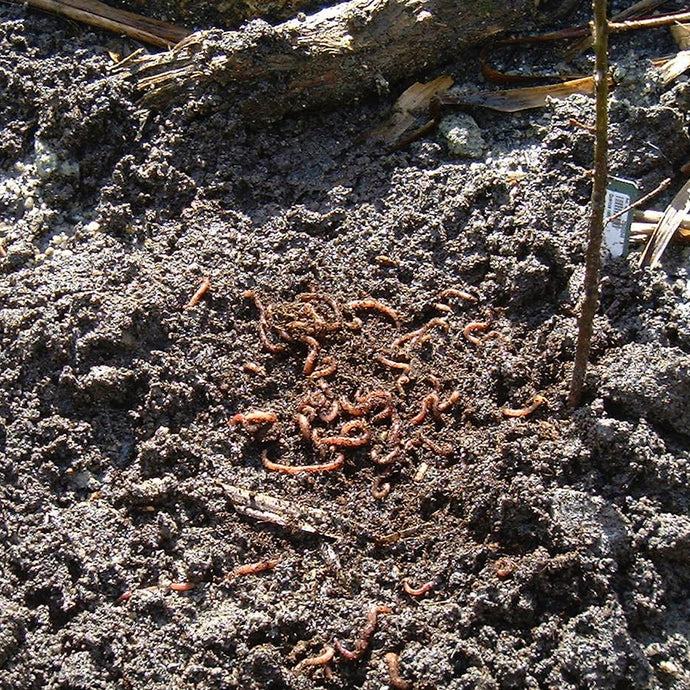 Why add garden worms to your garden?