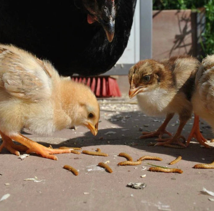 How to start feeding Live Mealworms