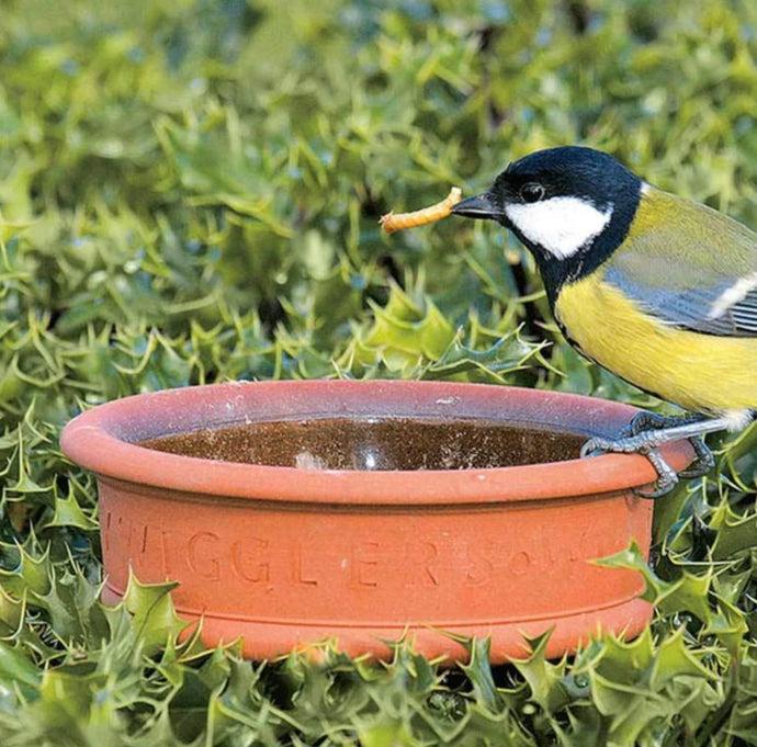 Live Mealworms Versus Dried