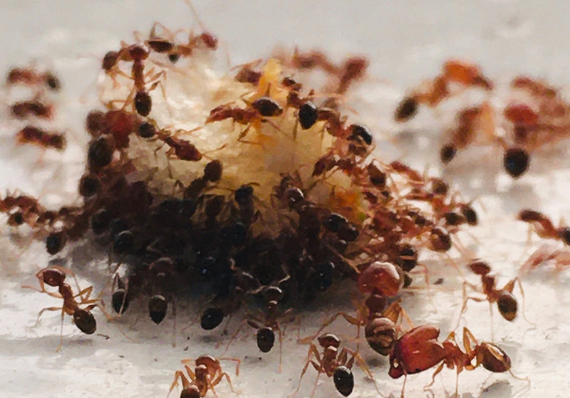 Help, I've got ants in my wormery!