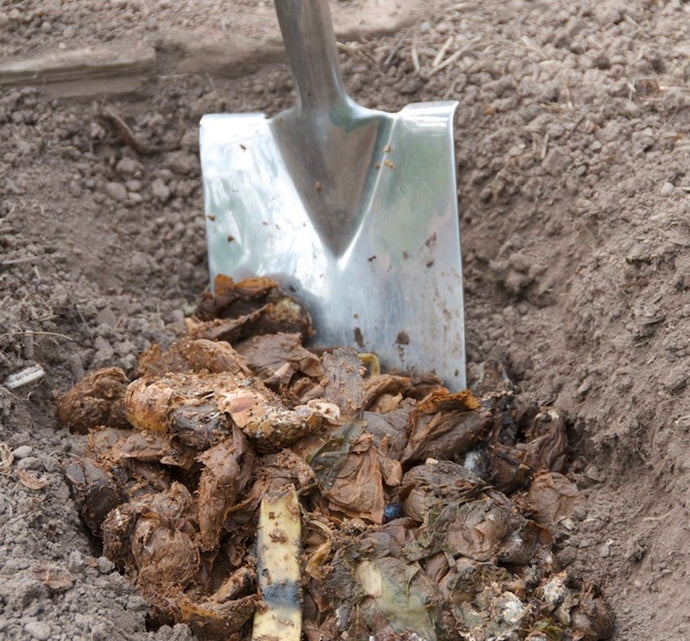 Why doesn’t my fermented Bokashi look like compost after two weeks?