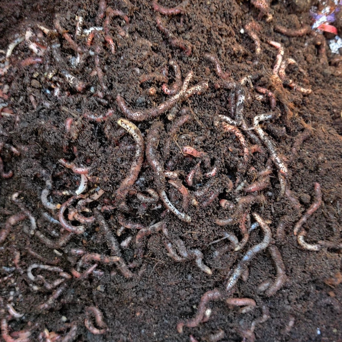 Why should you consider Vermicomposting?
