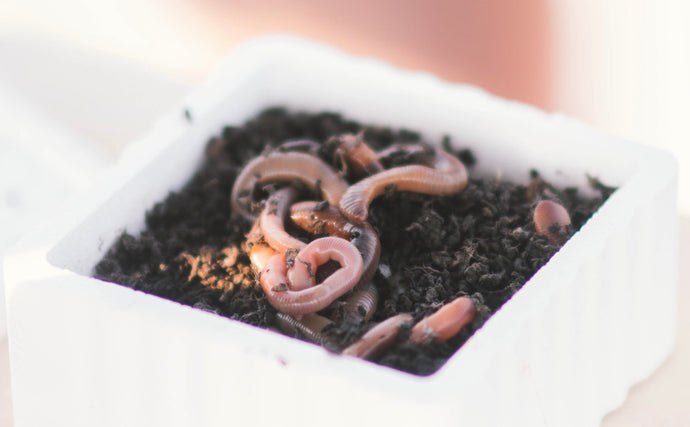 Wigglingly Wonderful Earthworms