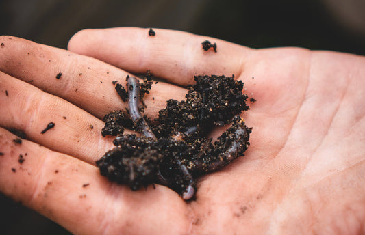 When to Add Garden Worms to your Garden?