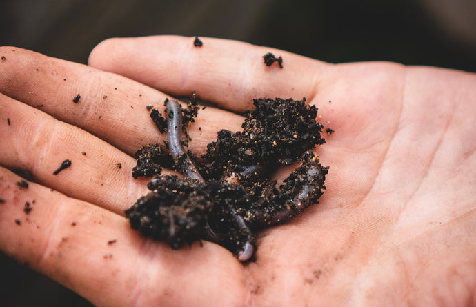 When to Add Garden Worms to your Garden?