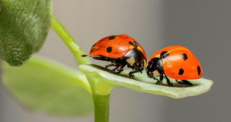 Attracting Insects to your Garden