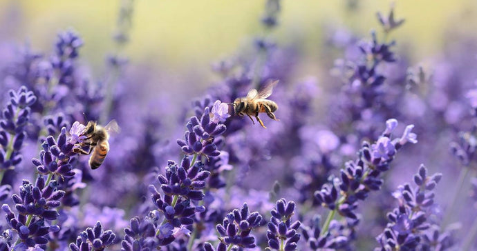 Wanting to attract more bugs and bees into your garden?