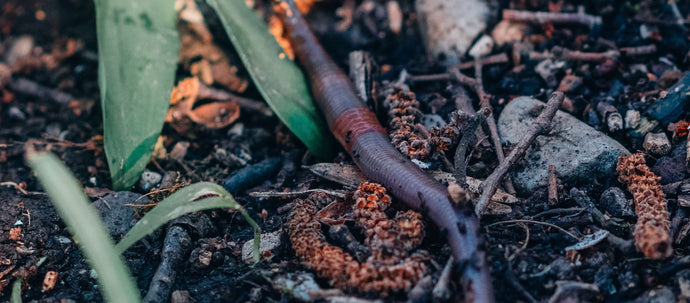 Why do you NEED Worms in your garden?