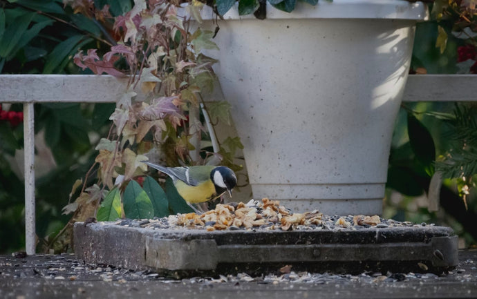 Autumn Birdfeeding