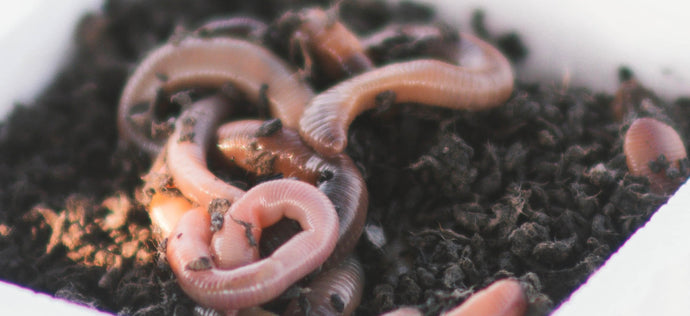 Earthworm Facts