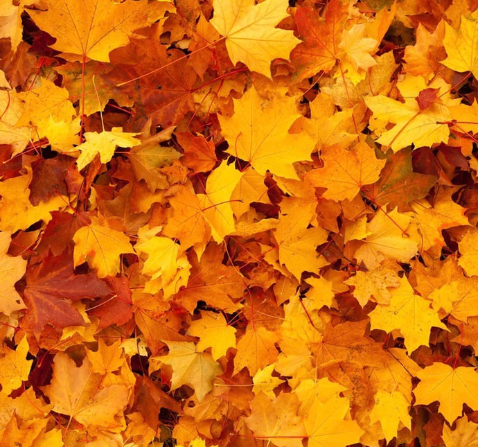 Your Garden In Autumn