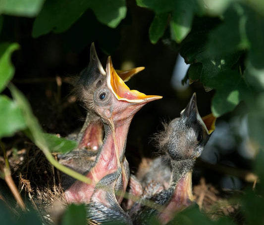 Helping Baby Birds